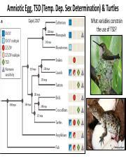 Study Of Temperature Dependent Sex Determination In Turtles Course Hero