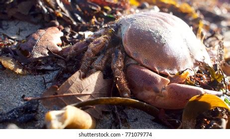 510 Storming Crab Stock Photos, Images & Photography | Shutterstock