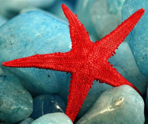 Red Starfish Photograph by Gina Cormier - Fine Art America