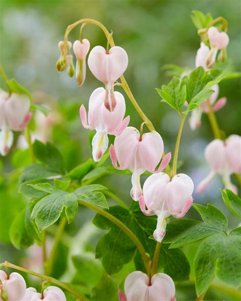 Dicentra Spectabilis Cupid Rhizomes — Buy Pale Pink Bleeding Heart Online At Farmer Gracy Uk