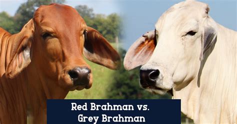 Brahman Cattle / Why Brahman Cattle B R Cutrer Inc Hungerford Texas ...