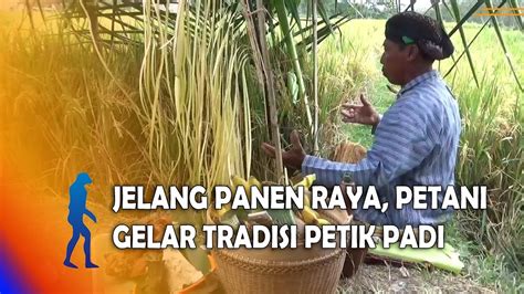 Blitar Jelang Panen Raya Petani Gelar Tradisi Petik Padi Youtube