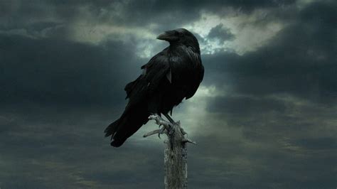 Ravens And Crows Wallpapers Wallpaper Source For Free Awesome