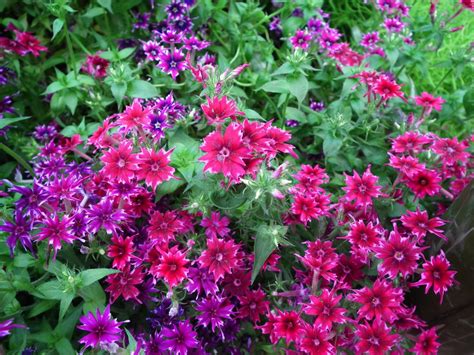 Phlox (Phlox) – A to Z Flowers