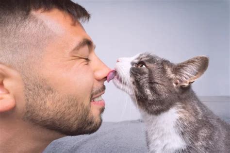 Saiba Por Que Os Gatos Lambem O Nariz De Seus Donos Jornal Correio Do