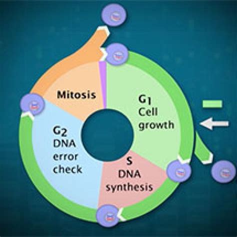 The Eukaryotic Cell Cycle and Cancer