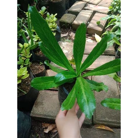 Jual Bibit Tanaman Herbal Walang Sangit Shopee Indonesia