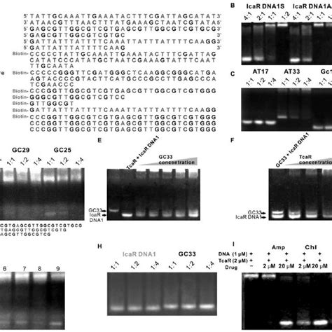 Spr Sensorgrams Of The Binding Of Tcar To Dna Fragments At 25°c A