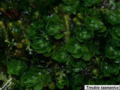 Blue Tier Tasmania Bryophytes Liverwort Thumbnails