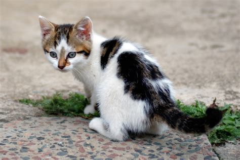 7+ variaciones del gato bicolor (y por qué ocurren)