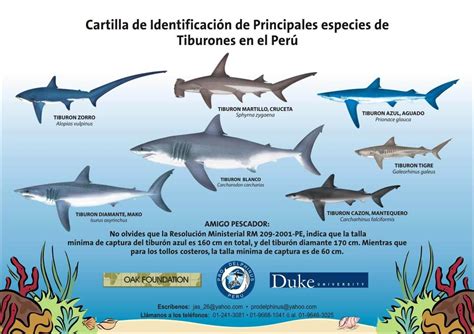 Cartilla de identificación de especies de tiburones presentes en Perú