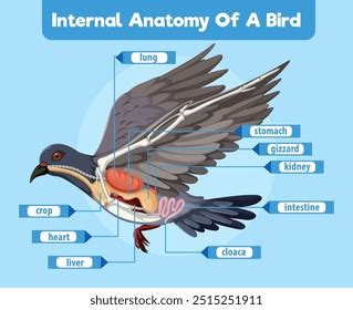 Detailed Diagram Birds Internal Organs Stock Vector Royalty Free