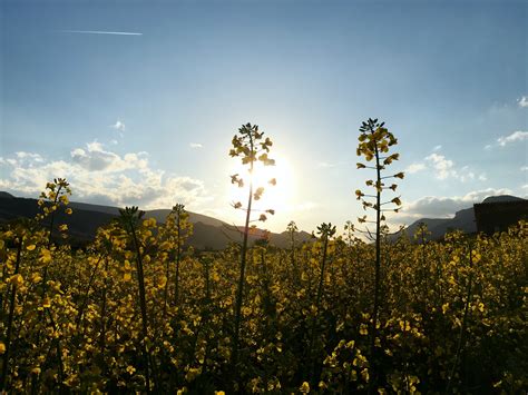 Free Images Landscape Tree Nature Grass Horizon Mountain Cloud