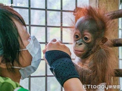 紅毛猩猩秀彩4個月大！即將回到媽媽懷抱 動物園曝「分開原因」 Ettoday寵物雲 Ettoday新聞雲