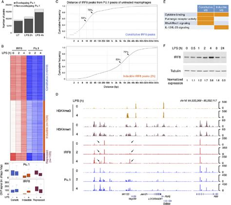 Constitutive And Inducible Irf Binding In Macrophages A Number Of