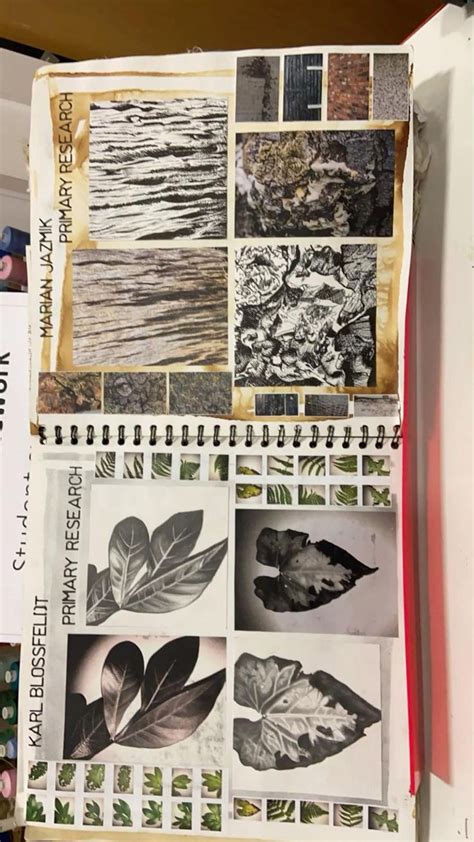 Karl Blossfeldt Artist Research Pages For A Level And Gcse Sketchbook