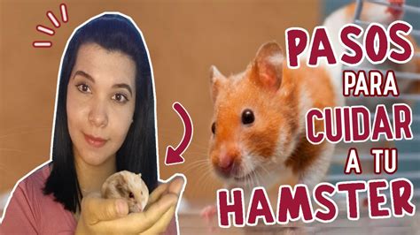 Como CUIDAR A Mi PRIMER HAMSTER YouTube