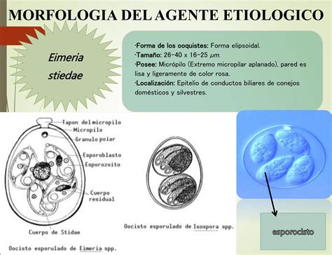 Coccidiosis En Conejos Clasificacion Pptx Descarga Gratuita