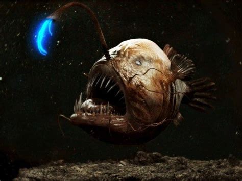 Angler fish size range from 2 to 18 cm in length, with some species reaching 100 cm and only ...