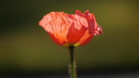 Poppy Coquelicot Provence France Valentine Sdc Flickr