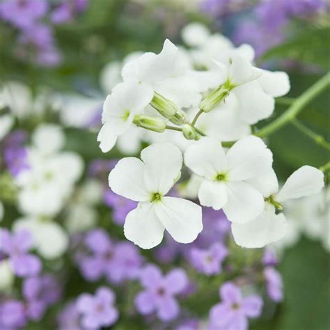 Dames Rocket Seeds - White | Flower Seeds in Packets & Bulk | Eden Brothers