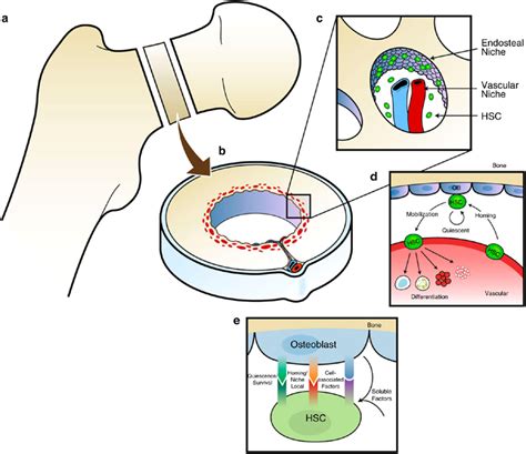 A Model Of The Hematopoietic Stem Cell Hsc Niche In Long Bones A