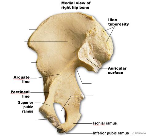 medial view of the right hip bone Diagram | Quizlet