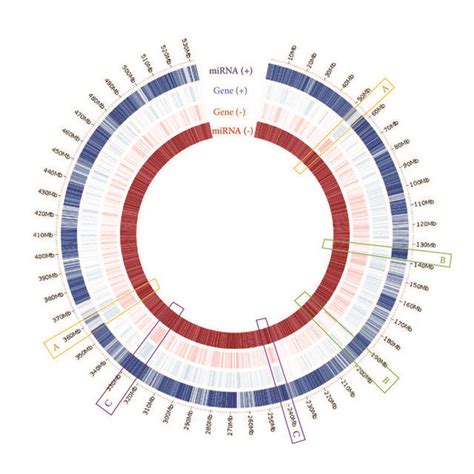 Distribution Of MiRNAs And Protein Coding Genes In Cassava Genome The