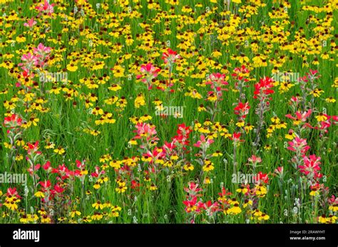 Wildflowers Brown Bitterweed Helenium Amarum Var Badium And