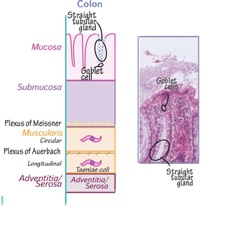 Gross Anatomy Glossary Histology GI Tract Overview Ditki Medical