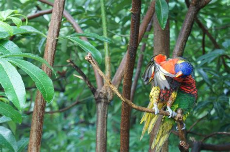 Gambar Cabang Margasatwa Rimba Paruh Fauna Lorikeet Macaw