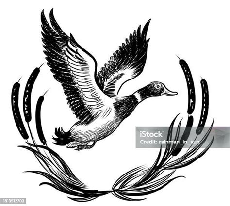 Flying Mallard Duck Stock Illustration Download Image Now Animal