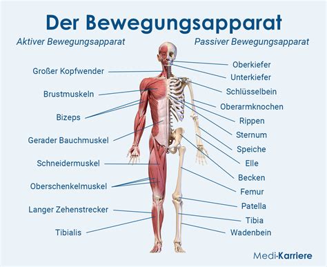 Bewegungsapparat Aufbau Funktion Medi Karriere