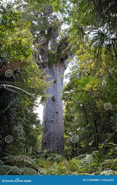 New Zealand Kauri Tree Tane Mahuta Stock Image Image Of Kauritree