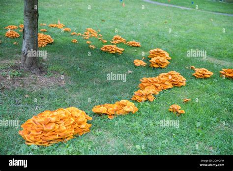 Omphalotus Olearius Bright Orange Poisonous Mushroom Fungus