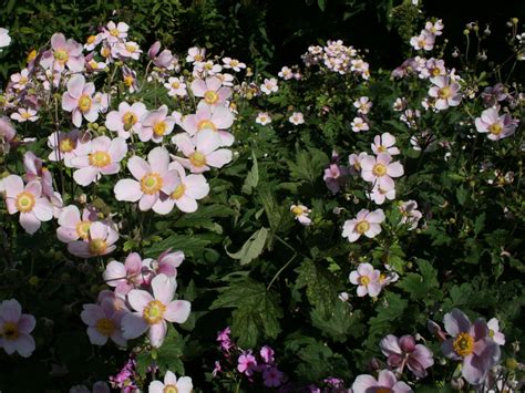 Filzige Herbst Anemone Robustissima Beste Sorten And Stauden Wissen