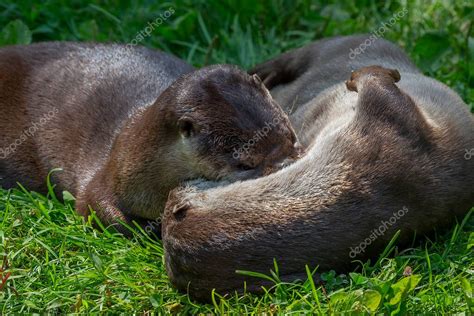 La nutria de río de América del Norte Lontra canadensis también