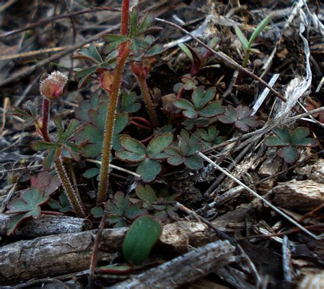 Slatsz Plant Photo Biography Lithophragma Glabrum Bulbous Woodland Star