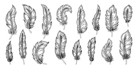 Feathers Outline PNG Transparent Images Free Download | Vector Files ...