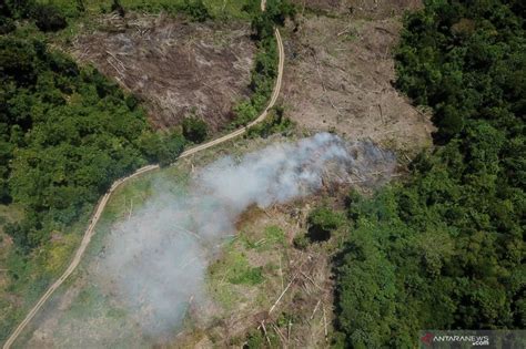 Laju Deforestasi Turun Menjadi Hektare Per Tahun Antara News