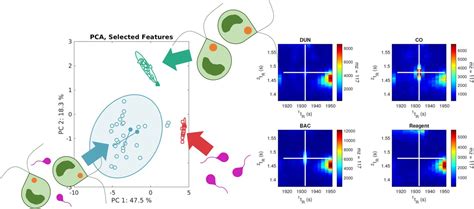 Global Metabolome Analysis Of Dunaliella Tertiolecta Phaeobacter