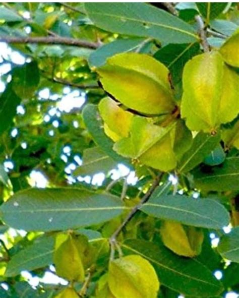 Buy Arjun Tree, Arjuna Plant Online In Delhi, Terminalia Arjuna Plant