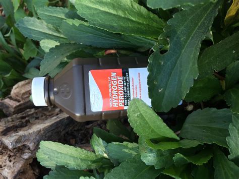 Hydrogen Peroxide For Plants How To Use Hydrogen Peroxide In The