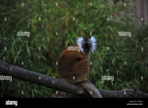 Animals in wildlife sanctuary Stock Photo - Alamy