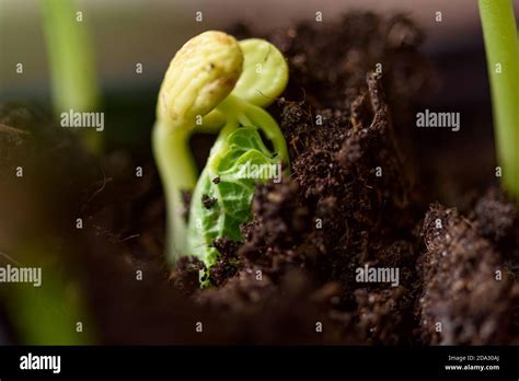 Growing Seed Bean Plant Stock Photo Alamy