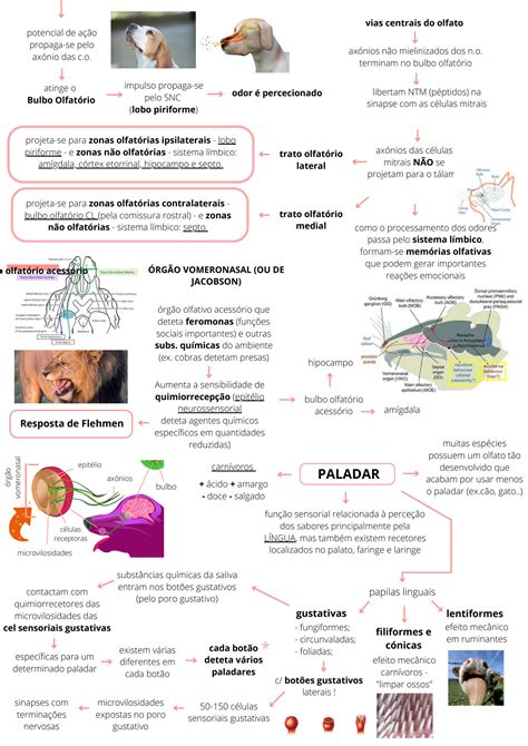 SOLUTION Fisiologia Veterin Ria Olfato Paladar Audi O Vis O Fisiologia