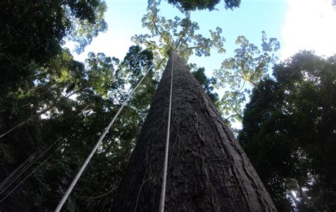 Sabah Is Home To The Worlds Tallest Tropical Menara Tree