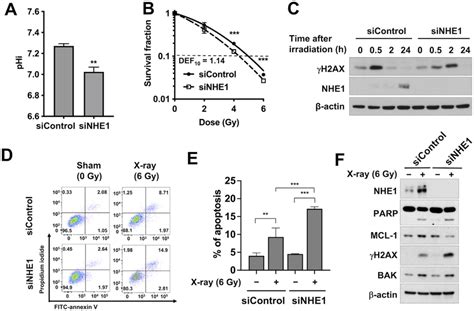 Knockdown Of Nhe1 Increased Radiation Sensitivity In Mda Mb 231 Cells