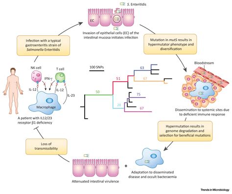 Evolution Of Salmonella Within Hosts Trends In Microbiology