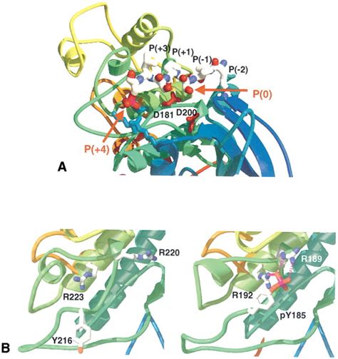 Crystal Structure Of Glycogen Synthase Kinase Cell